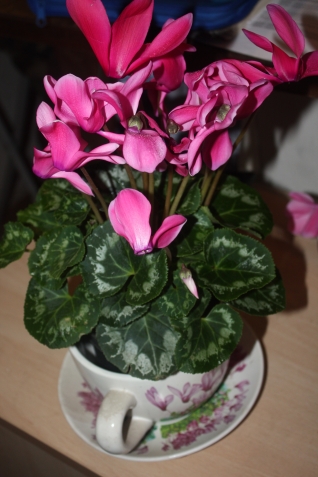 Комнатные цветы розового цвета (с фото)