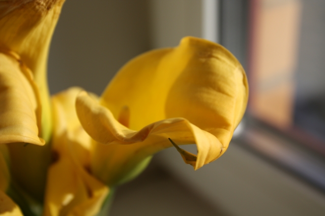 Цветок калла (зантедеския)