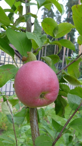 Как пересадить яблони