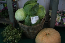 Капуста — интересная информация о любимом овоще