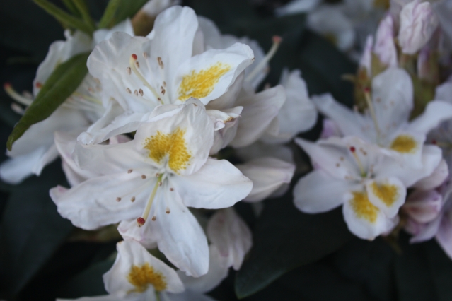 Рододендроны: что нужно для обильного цветения