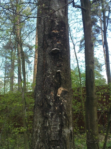 Лесопатологи составили рейтинг самых опасных деревьев