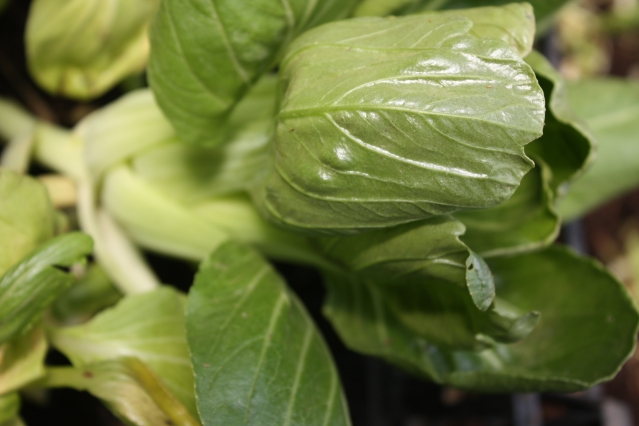 Выгодно ли выращивать свои овощи на даче?