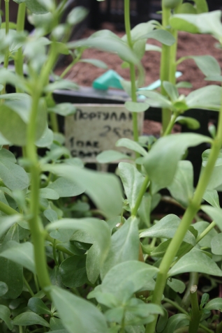 Выгодно ли выращивать свои овощи на даче?