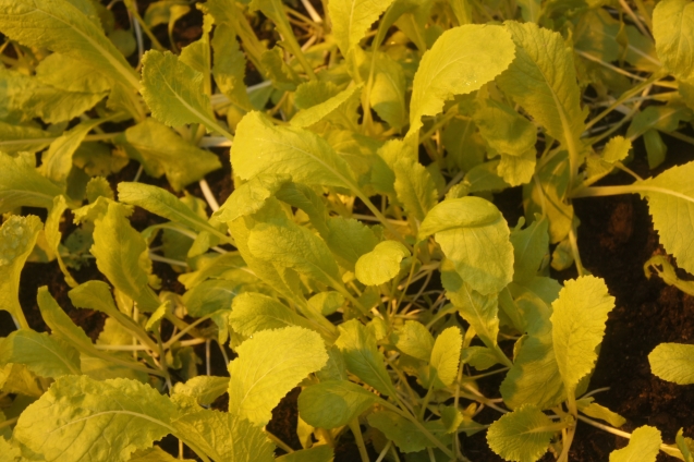 Почему желтеют листья у рассады помидор на подоконнике