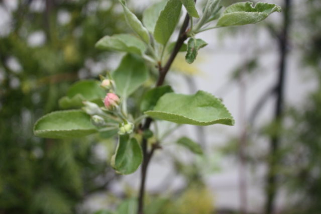 Какие сорта яблонь лучше выращивать на дачном участке