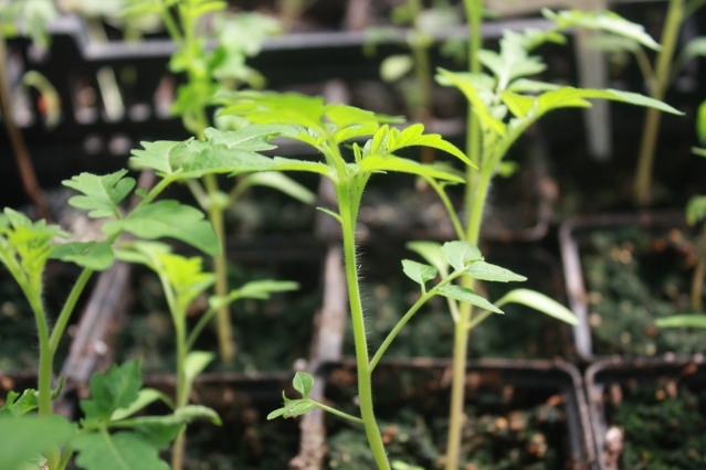 как помочь рассаде томатов быстрее адаптироваться после высадки в теплицу