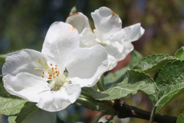 Яблонный цветоед (Anthonomus pomorum)