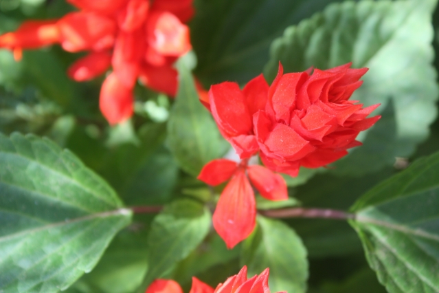 Вечное лето: 5 долгоцветущих растений для сада