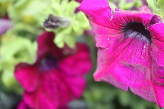 Вечное лето: 5 долгоцветущих растений для сада