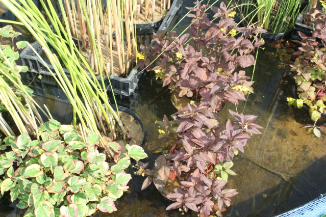 Садовая композиция с прудом на даче – выбираем растения