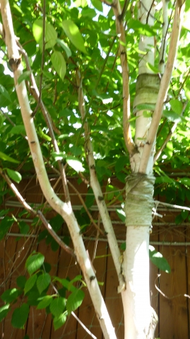 Декоративность древесных растений в насаждениях