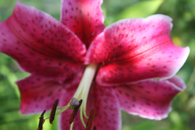7 возможных причин, почему не цветут лилии
