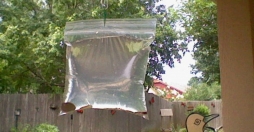 Этот простой прием с пластиковым пакетом отгонит всех мух от вашего дома
