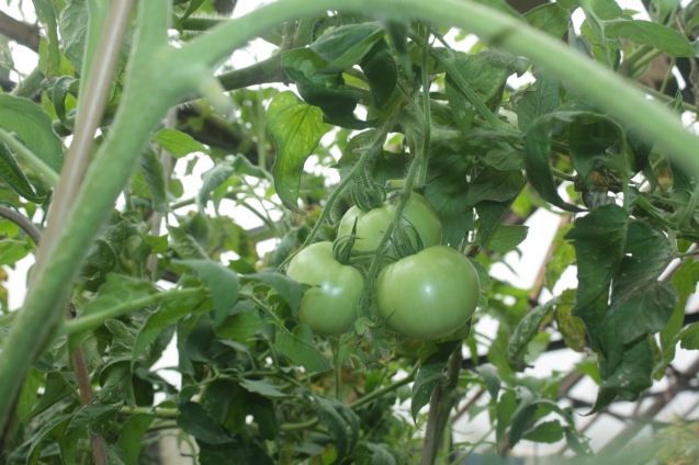 Как увеличить завязь на помидорах народными средствами?