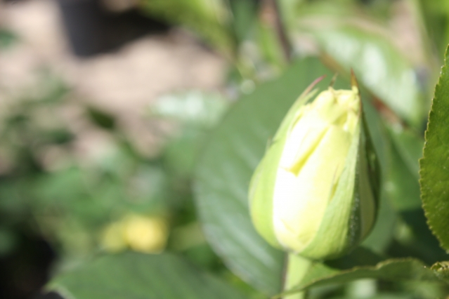 Адаптация комнатных роз: как сохранить капризный цветок в горшке?