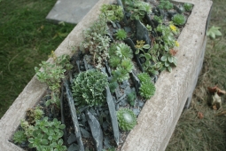 Пять морозоустойчивых растений для балкона
