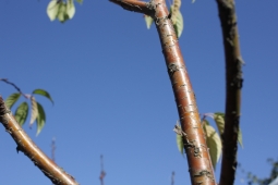 Опасное светило: солнечные ожоги коры деревьев и других растений
