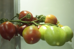 Дозревание зелёных помидоров