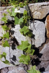 Циклантера короткоколосая - экзотическая лиана с плодами 3-х вкусов