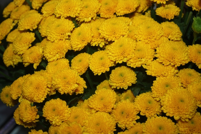 Яркие цветы – лекарство от осенней депрессии