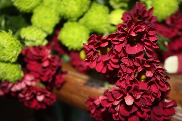 Яркие цветы – лекарство от осенней депрессии