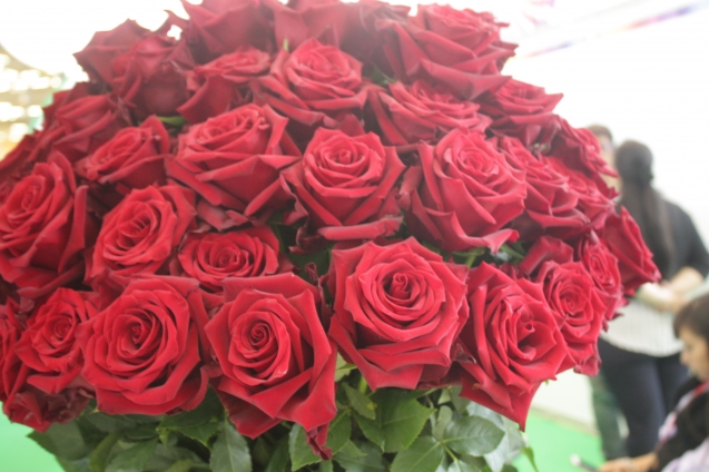 ​Чем лицензионные брендовые розы отличаются от обыкновенных?