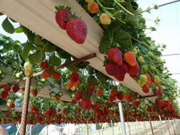 Сопка — лучшая вертикальная грядка для ягодных кустарников