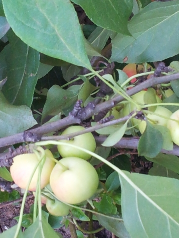 Корневая шейка плодовых растений и её влияние на рост и развитие
