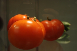 ​Немного о подкормке рассады томатов