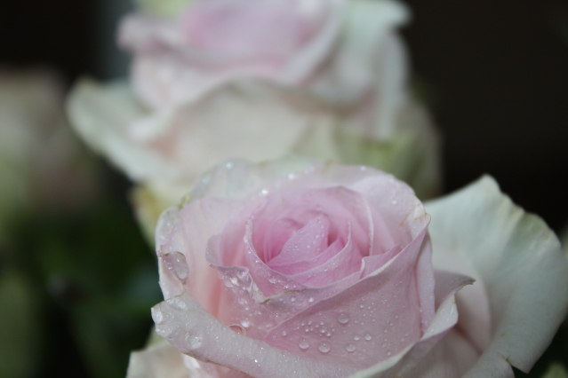 Как сделать стильный цветник из роз – подбор сортов, правила ухода