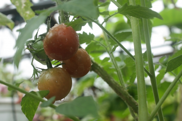 Высадка рассады томатов в грунт и теплицу