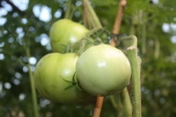 Как собрать семена помидоров в домашних условиях?