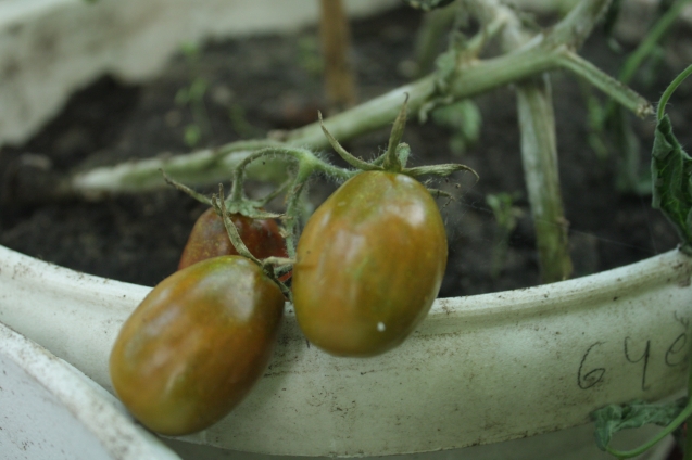Как собрать семена помидоров в домашних условиях?