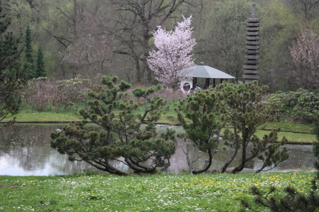 Сакура в японском саду ботсада в Москве