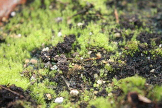 Что делать, если почва в теплице позеленела или покрылась мхом?