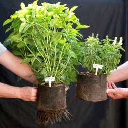 Что представляет собой микориза и как она влияет на почву и растения