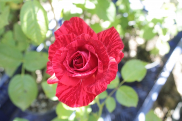 Чёрные пятна и трещины на стебле розы: причины и способы лечения