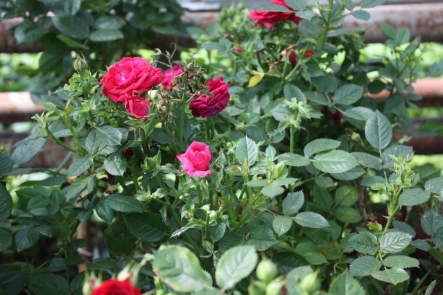 Что посадить в цветнике, чтобы наполнить сад незабываемым ароматом