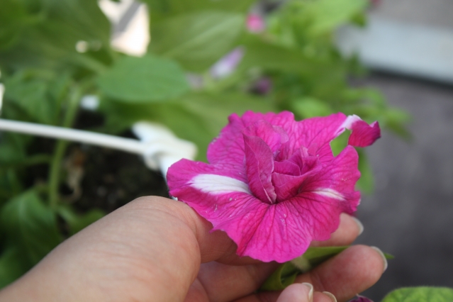 Петунии: 4 шага к пышному цветению