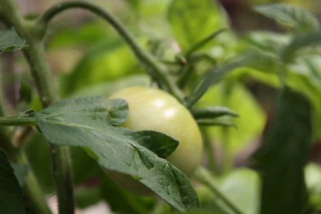 Как использовать ботву томатов: 5 способов на все случаи жизни