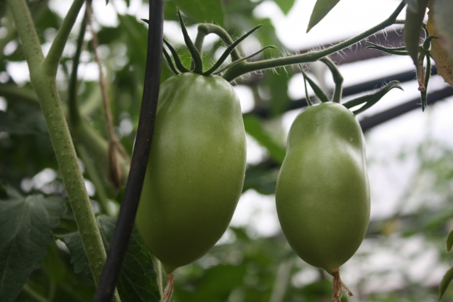 причины, почему помидоры вырастают с белыми прожилками внутри