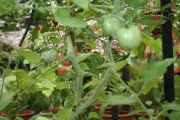 причины, почему помидоры вырастают с белыми прожилками внутри
