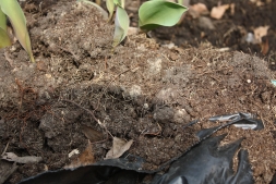 Лайфхаки ОГОРОДНИКА: как определить качество и спелость почвы?