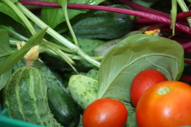 «Мистический» овощ в огороде или что можно сажать на место чеснока?