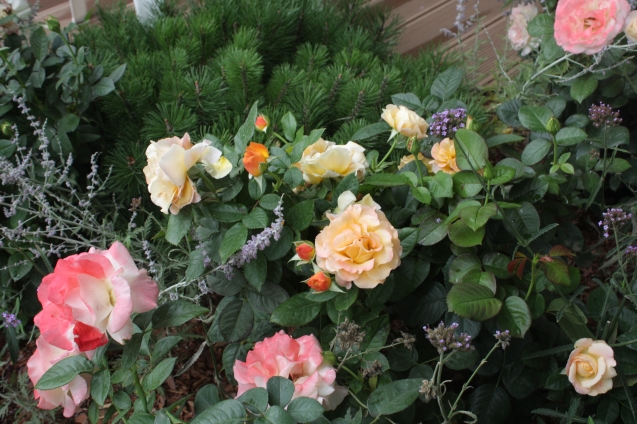 Как приручить штамбовую розу – все о посадке, уходе и укрытии на зиму