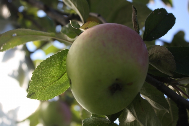 Яблоки – правильная уборка и закладка на хранение