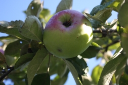 Яблоки – правильная уборка и закладка на хранение