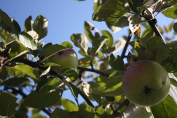 Как правильно сажать плодовые деревья осенью