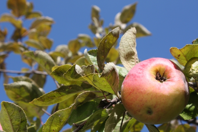 10 самых популярных летних сортов яблок